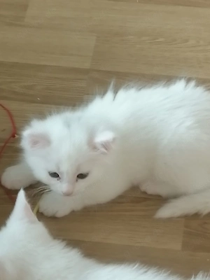 Süse weise Katzenbabys 