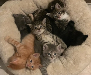 Russisch Blau vs. Maine Coon Kitten Kätzchen Babykatze