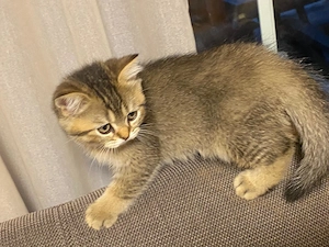 2 wunderschöne Britisch-Kurzhaar-Kitten (BKH) suchen ein liebevolles Zuhause