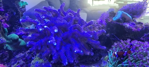 milka koralle meerwasser Aquarium 
