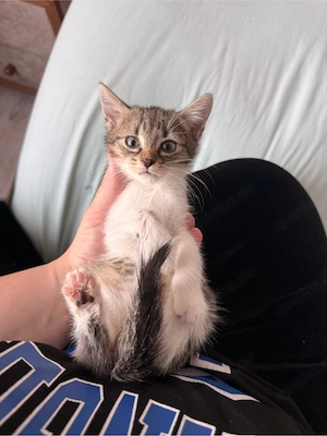 Süße Babykatze sucht ein liebevolles Zuhause 