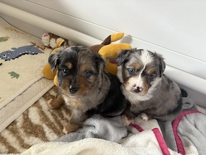 Toy Australian Shepherds