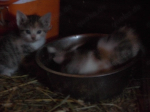 junge Hauskatzen