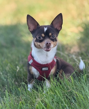 Chihuahua Deckrüde 