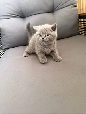 BKH Kitten blue & lilac