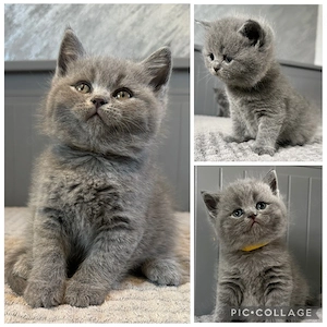 abgabebereit Britisch Kurzhaar in blau reinrassig Kitten