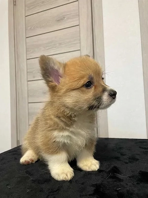 Corgi Pembroke