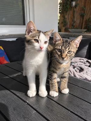    Zwei liebevolle Kitten-Brüder suchen gemeinsam ein Zuhause   
