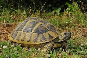 2 Landschildkröten abzugeben