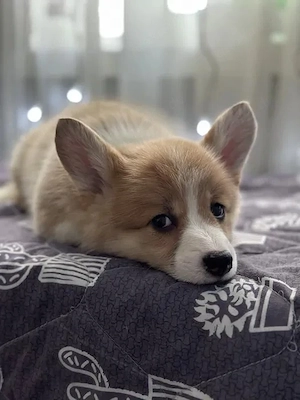 Welsh Corgi Pembroke