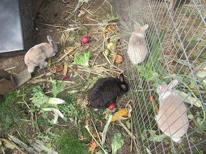 Kaninchen Mädchen mit Kaninchenhaus