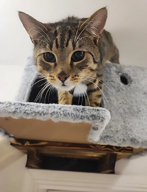 Sukuna sucht ein neues Zuhause