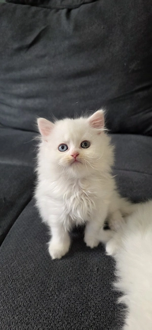 Zwei wunderschöne Britisch-Langhaar-Kater suchen ein liebevolles Zuhause   