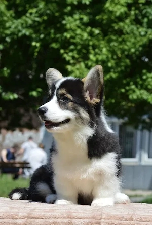 Welsh Corgi Pembroke