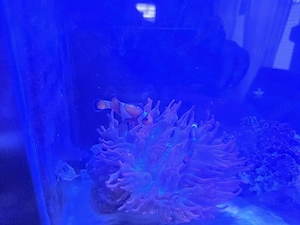 Anemonenfische mit Anemone 
