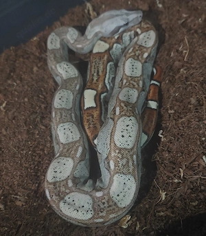 1.1 Boa imperator, Kaiserboa NZ 01.06.2026
