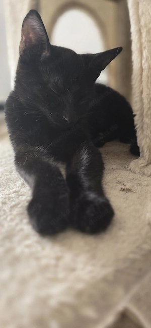 Kleiner Kater sucht neues Zuhause 
