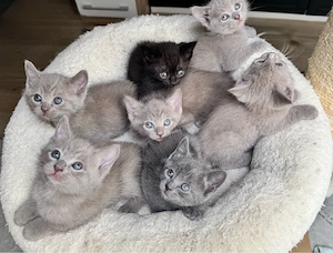 siam bkh mix kitten