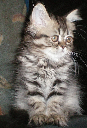  Reinrassige Perserkitten, Perserkätzchen, Perserbaby (weiblich)