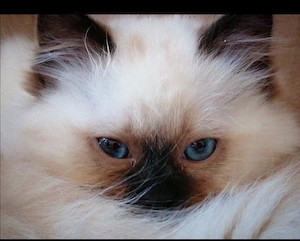 Zauberschöne Ragdoll Triple-Cross(3) fach mix Kitten Blaue Augen Tortie, Seal, zu verkaufen 
