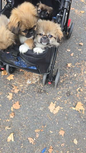 de kleine  Betti und Nik  sucht neues Familien 