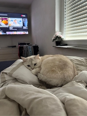 BKH Katze 