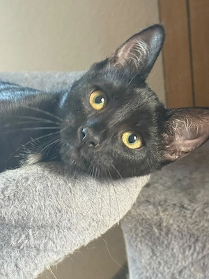 EKH   Main Coon Mix Kitten