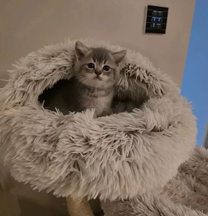 BKH kitten suchen ein schönes zu Hause 