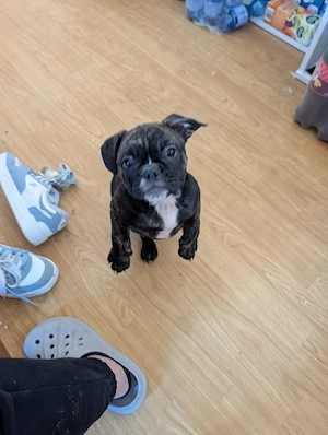 Old english Bulldog  Französische Bulldogge mix