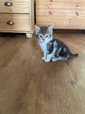 kater sucht ein zuhause 