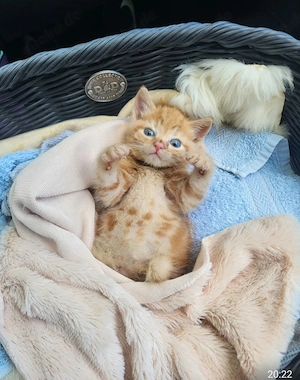 4 Maincoon Mixkatzen in Kürze abzugeben 
