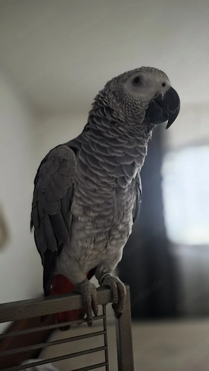 Graupapagei 