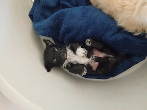 Chihuahua Malteser Mischling 
