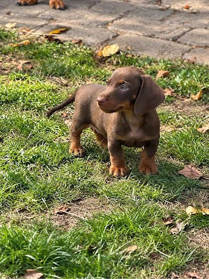 Dackel Welpen  Bild 5