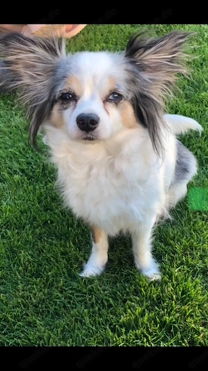 Bald wieder Chihuahua Welpen