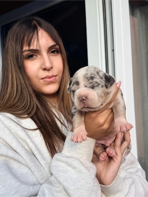 American Bully  