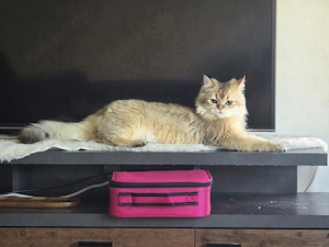 BLH Deckkater NY11