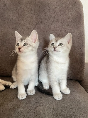 Wunderschöne BKH Kätzchen   Kitten