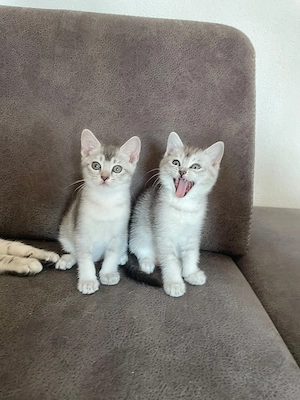 Wunderschöne BKH Kätzchen   Kitten