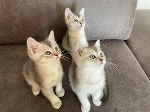 Wunderschöne BKH Kätzchen   Kitten