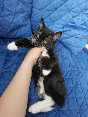    Süße Katzenbabys suchen ein neues Zuhause   