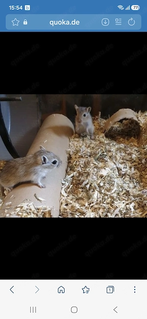 Gerbil, Rennmäuse, Renner 