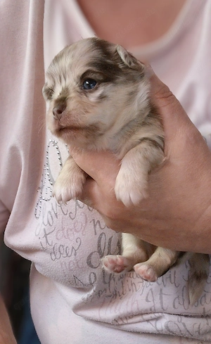 Typvolle Chihuahua Welpen.L.H 