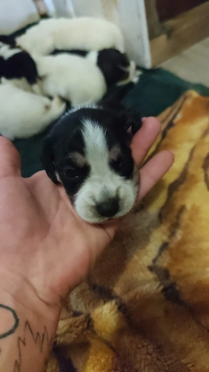 Beagle mix Welpen 