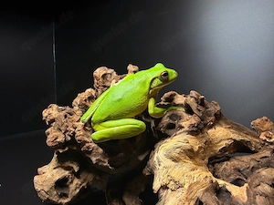 Litoria infrafrenata   Neuguinea-Riesenlaubfrosch