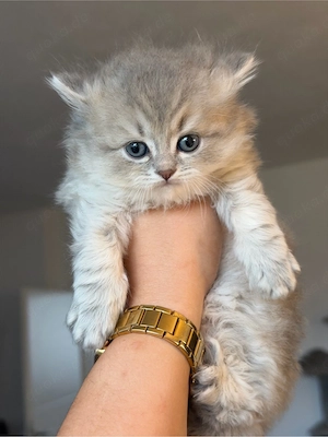 Britisch Langhaar Kitten suchen ein liebevolles Zuhause