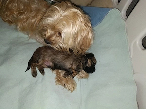 Havaneser Malteser Mix Welpen 