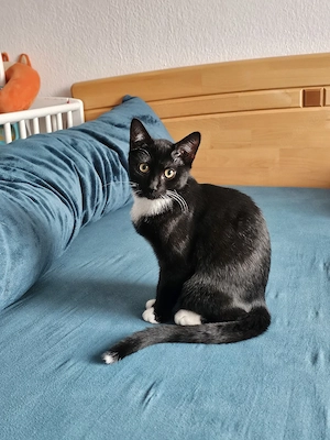 Wunderschöne Katze sucht ein liebevolles Zuhause