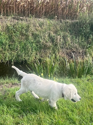 Golden-Retriever-Welpen suchen eine liebevolle Familie