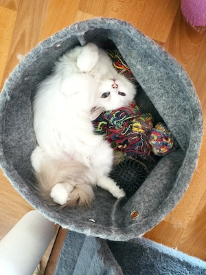 Ragdoll Kitten  Creme  Point